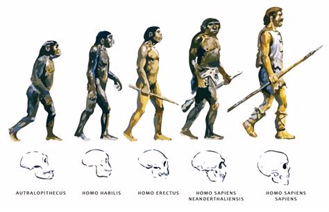 la evolución del hombre - la odisea de los andes